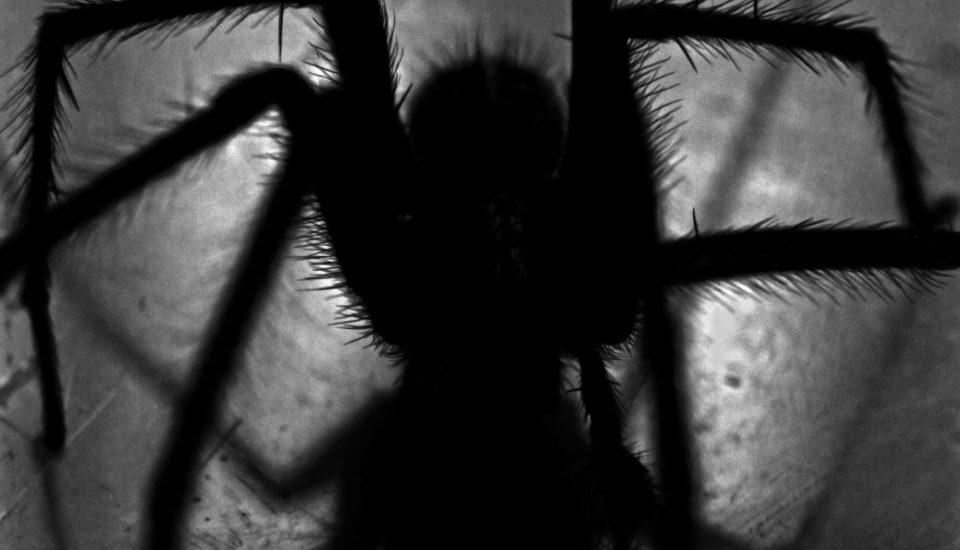 Spider Bite in Australia Identify & Treat Australia Spider Bite in Australia Identify & Treat Australia