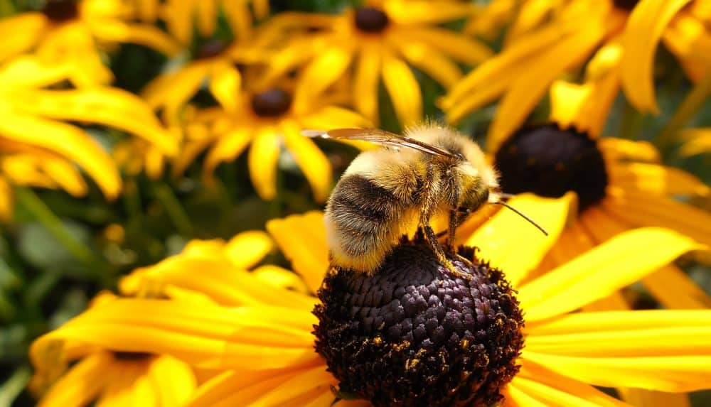 Bee gathering pollen from a flower