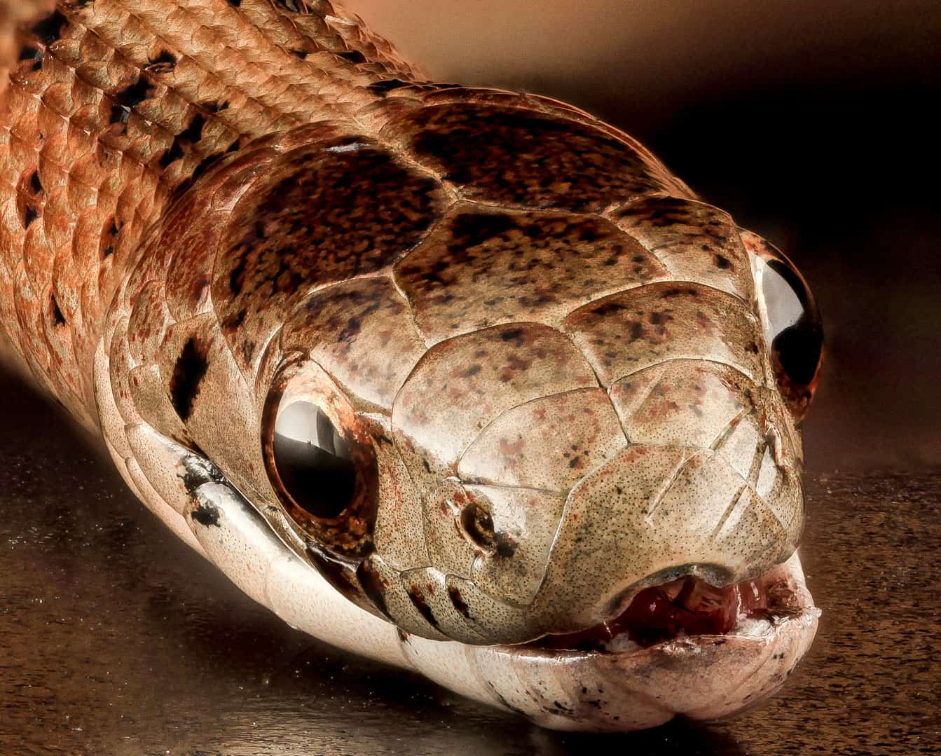 Identify Treat Snake Bites Australia Wide First Aid