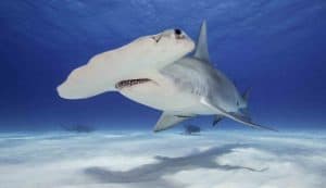 Hammerhead shark