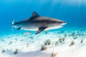 Tiger shark