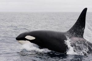 Orca, or Killer Whale