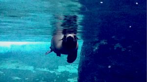 Northern Fur Seal, swimming toward the camera
