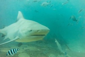Bull Shark