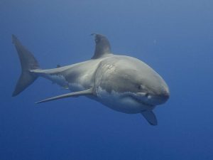 Great White shark, also known as the White Pointer shark