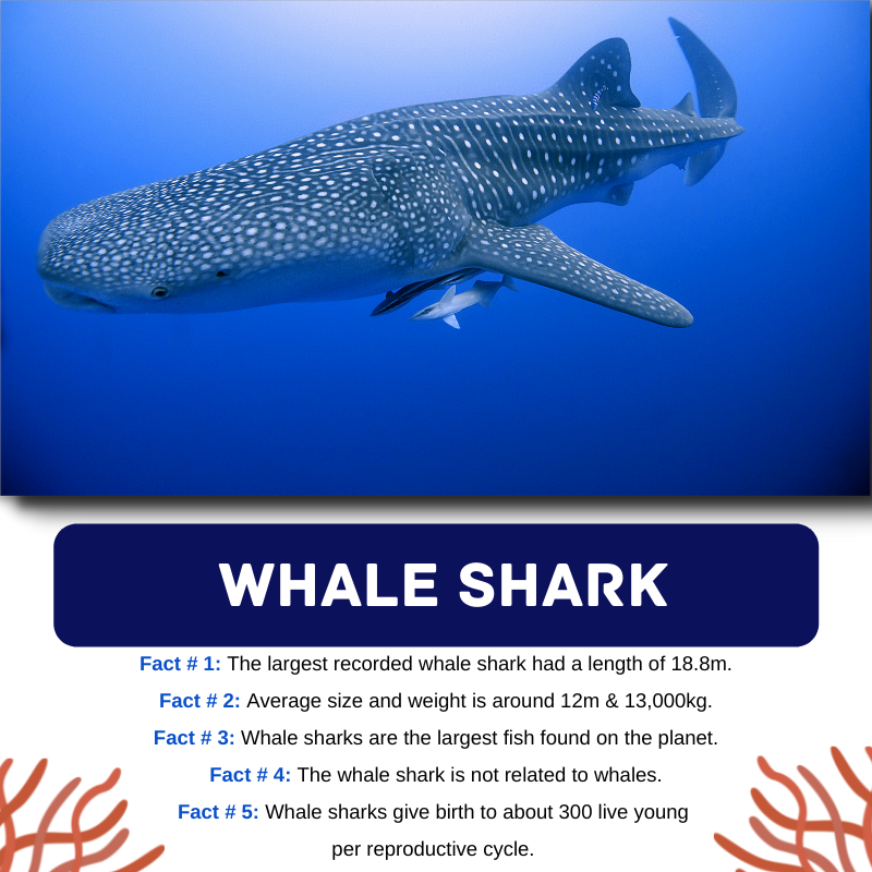 Whale shark facts