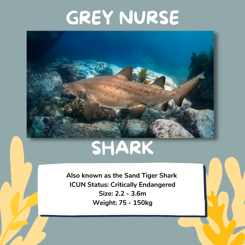 Grey nurse shark facts