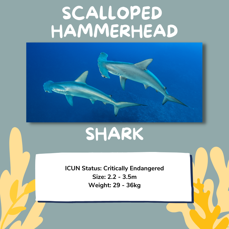 Scalloped hammerhead shark facts