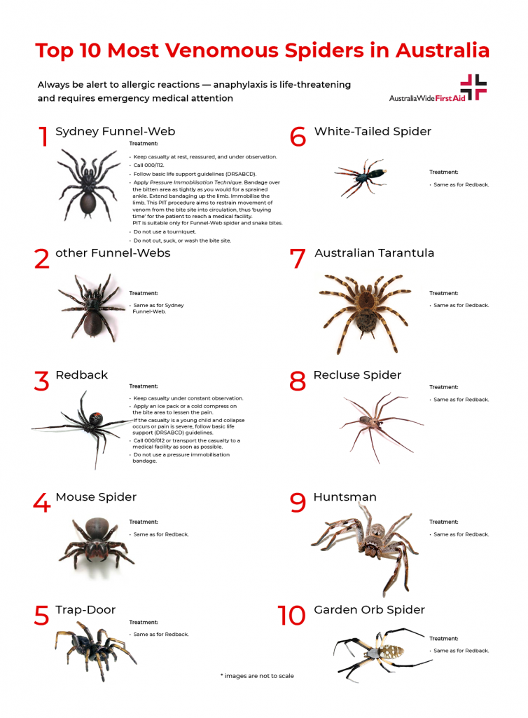 Spider Bite Identify Treat Australia Wide First Aid