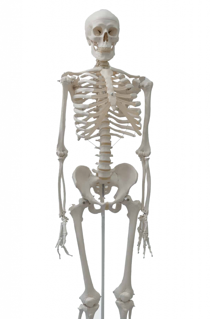 Human skeleton
